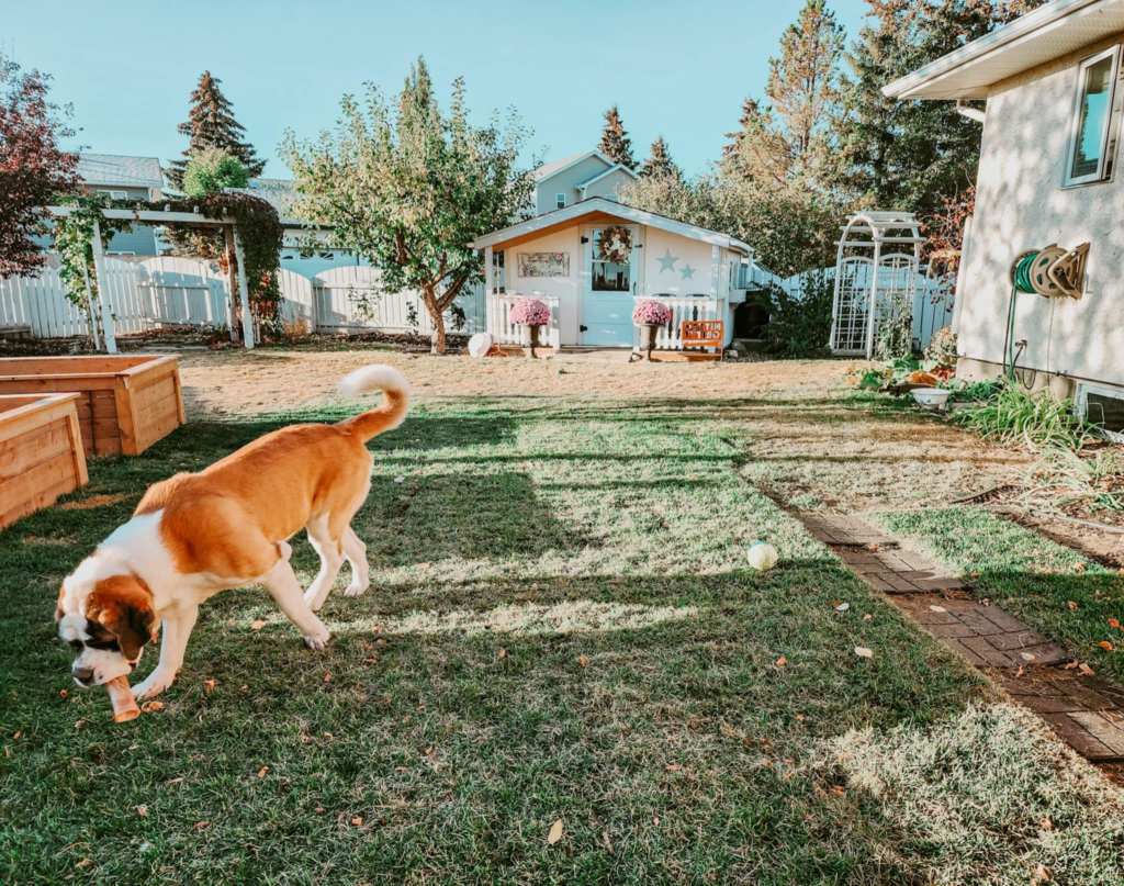 A St Bernard dog in the foreground, little garden shed in the back with a covered patio. An arbour lead to the side of the house, and a vine covered pergola site in the other back corner.. 