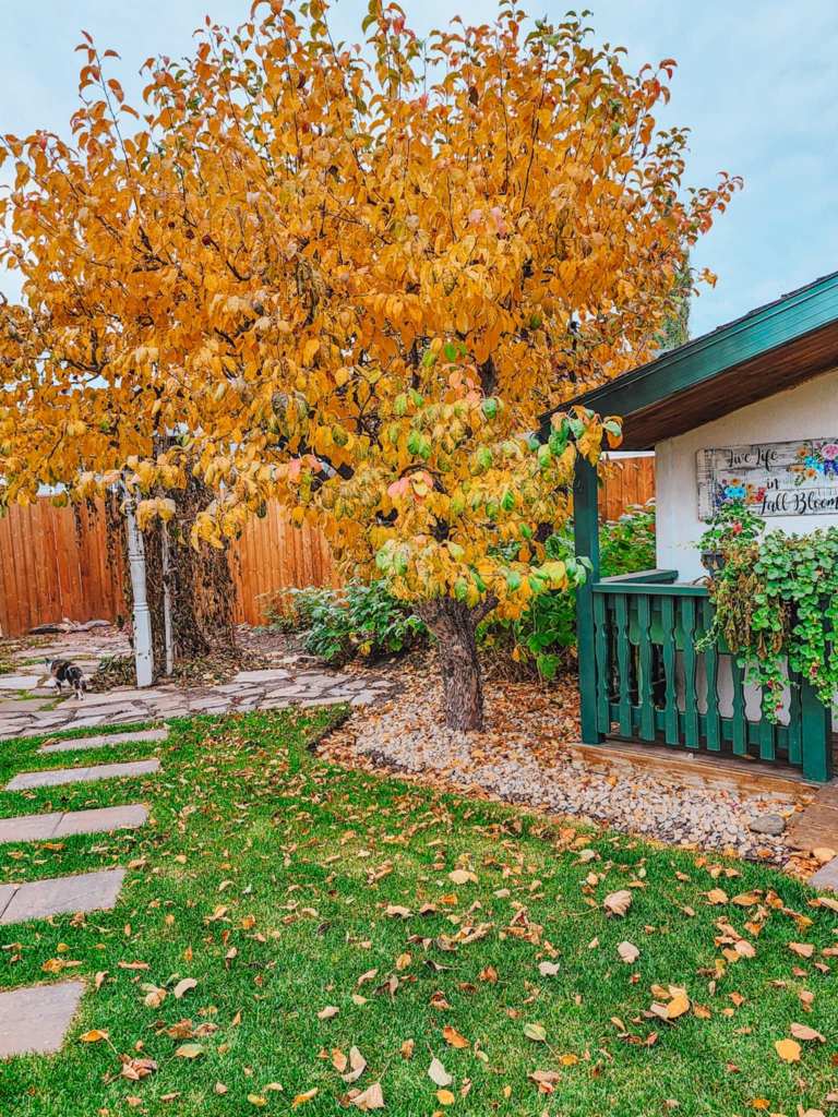 A backyard scene featuring a colorful autumn tree with golden leaves, a stone pathway, and a small house with a green porch railing.