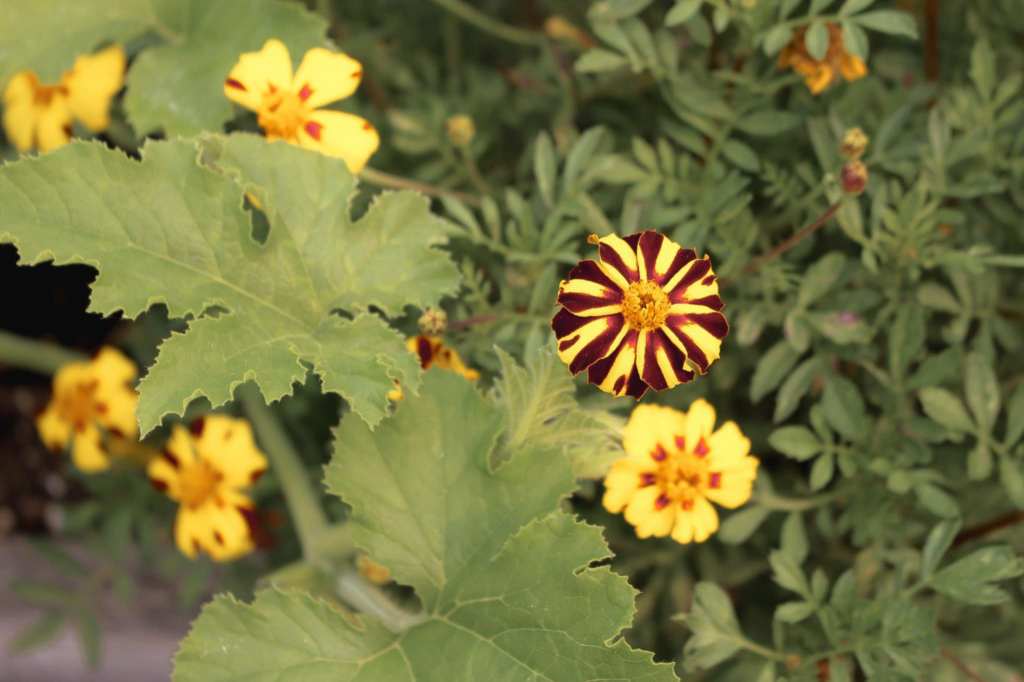 What To Plant In March (and my favourite short season&nbsp;tomatoes)