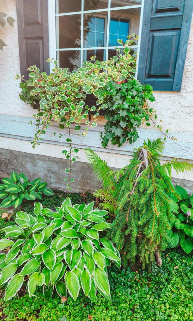 End of summer window box in white and green foliage plants. Hostas, creeping jenny, and a weeping spruce. 