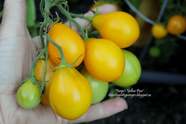 Fargo's Yellow Pear tomato. Sweet, early to fruit, and abundant. 