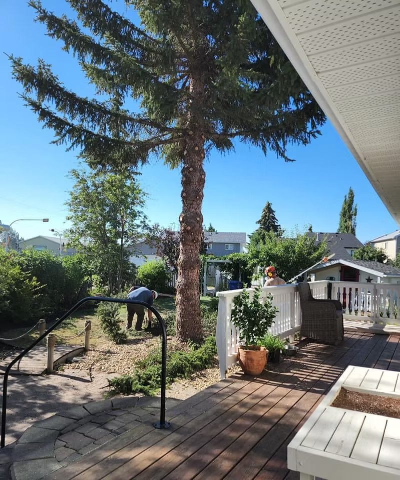 A very , very large spruce being removed from a city lot sized yard. 