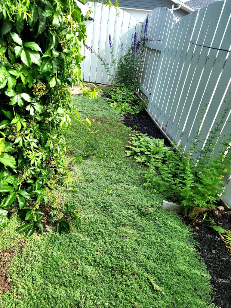 fantastic wooly thyme groundcover. 