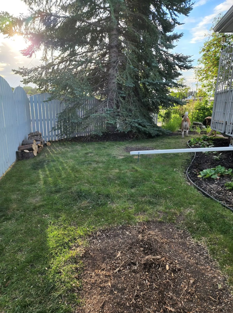 The unused yard on the north side of the house. 