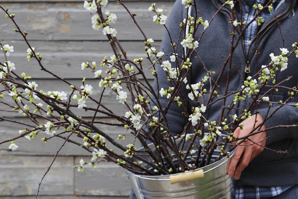 Lovely apple blossoms on on branches in a bucket. 