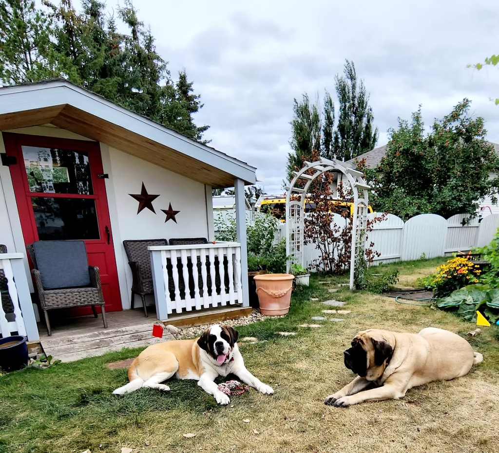 Two large dogs in front of a garden arbour. 
