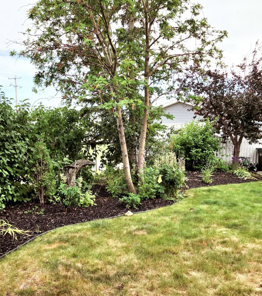 Overgrown, untended garden. 