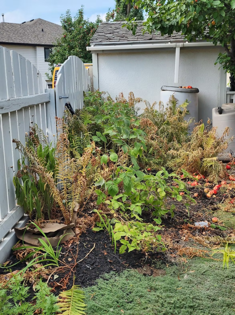 An overgrown fern garden. 