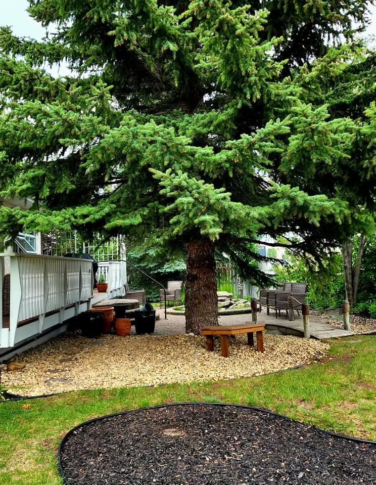 A very large spruce tree covers a cobblestone patio, with a pond and a small wooden bridge over a dry riverbed. 