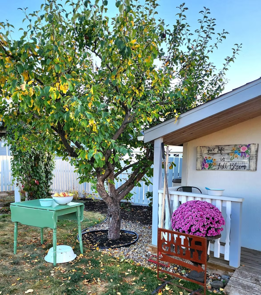 A small green table underneath an apple tree. A cute corner garden, garden shed, and huge pink mum.  