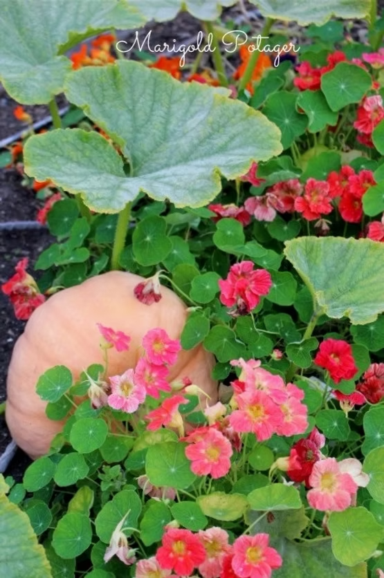 A pink pumpkin growing with pink nasturtiums. 