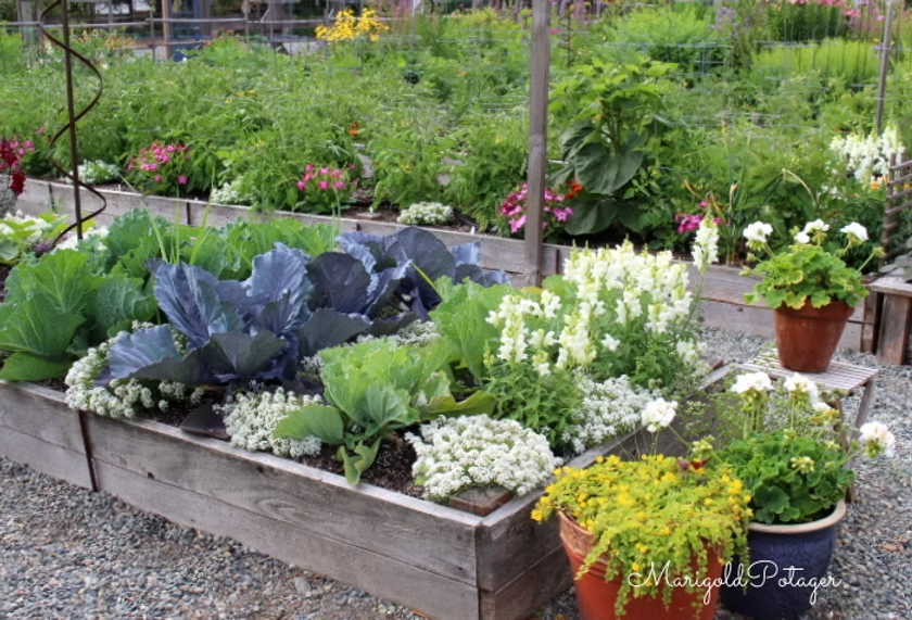 A garden with long raised beds full of colourful cabbages, companion flowers, and rows upon rows of tomatoes. 