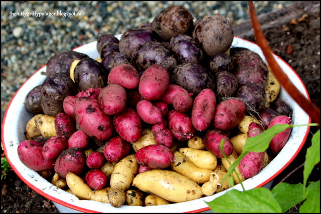 A bowl filled with various types of fresh, unwashed potatoes in shades of purple, red, and yellow, resting on a surface with pebbles in the background.