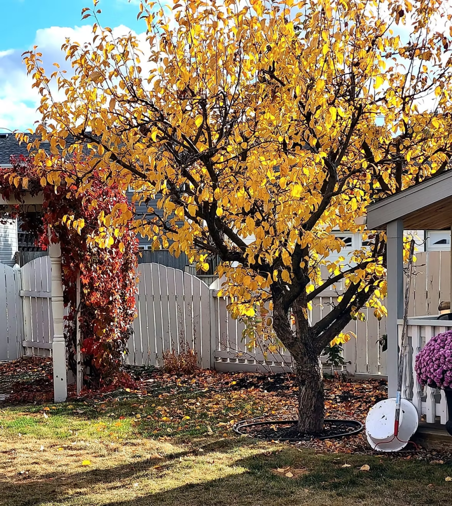 An apple tree with golden leaves, and a Virginia creeper with it's fall foliage of red. 