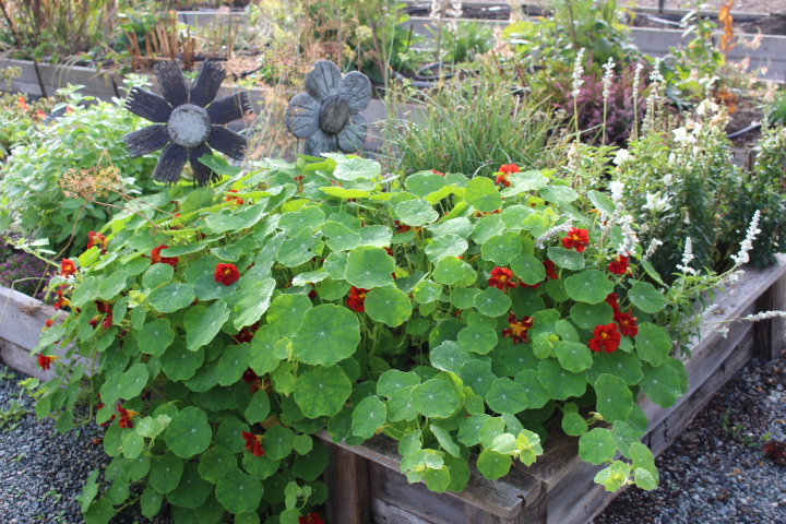 A large dark red nasturtium in the late summer garden. 