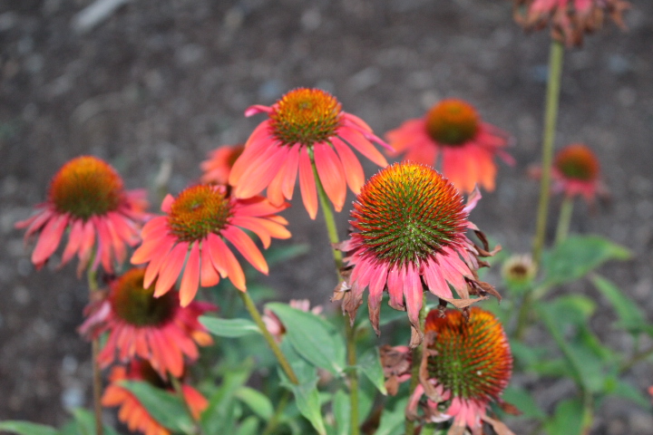 A red and peach hombre echinacea, 