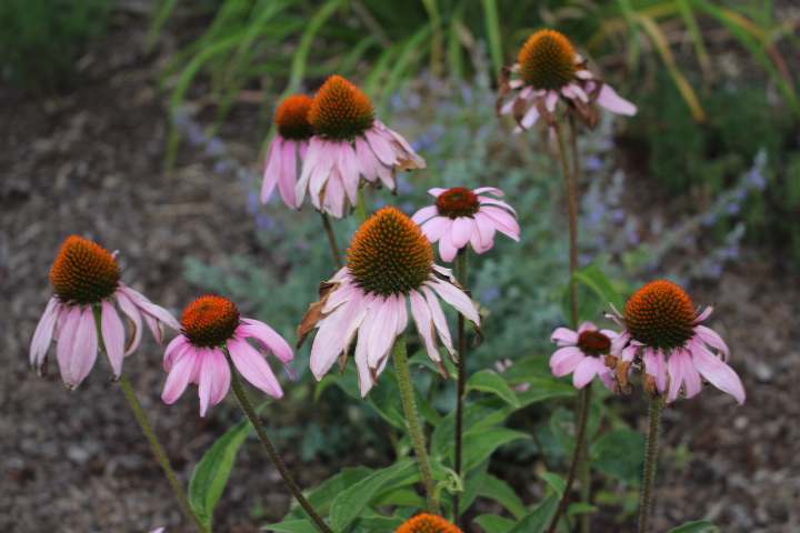 Pink echinacea in my garden.