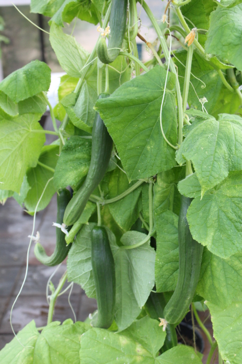 Cucumbers growing on vines in the greenhouse. The vines are growing up strings that were tied to the rafters of the greenhouse while the cucumber plants were still tiny. 