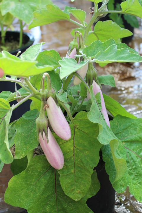 Pretty pink eggplants growing on a compact shrub in a pot. 