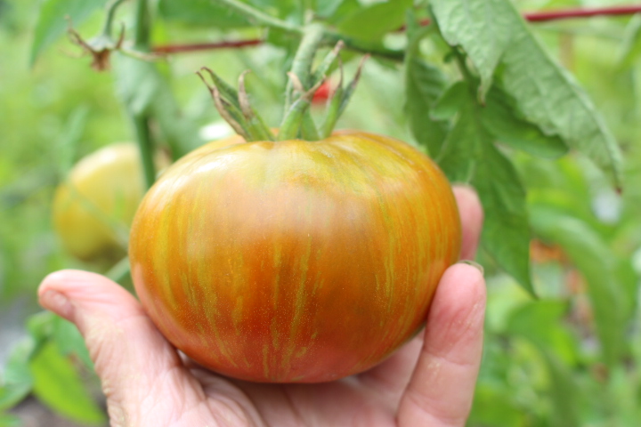 A Berkeley Tie Dye tomato. 