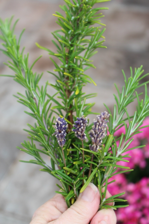 Rosemary and lavender sprigs. Start them from seed now, if you have not yet done so. 