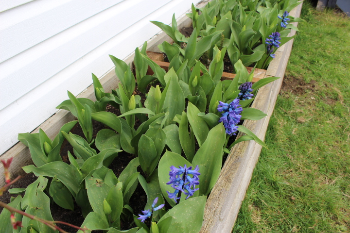 Tulips just about in bloom, with blue hyacinths blooming in front. 