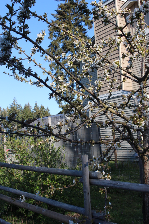 What To Do In The Garden In Early&nbsp;April