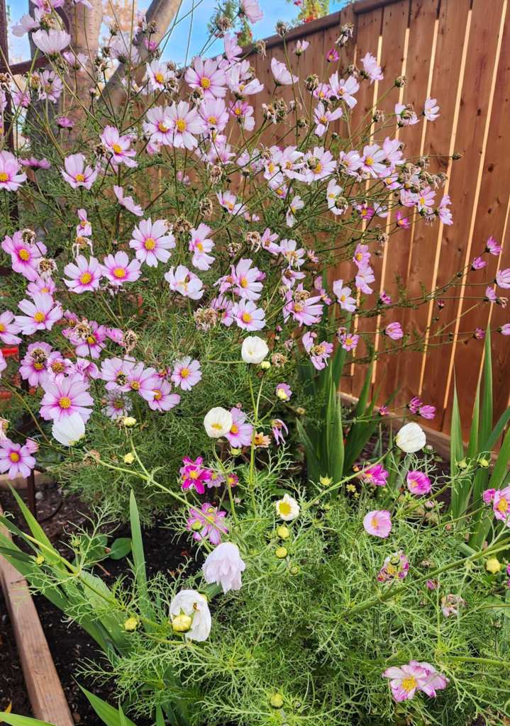 A garden scene featuring blooming pink cosmos flowers with white petals, surrounded by green foliage and a wooden fence in the background.