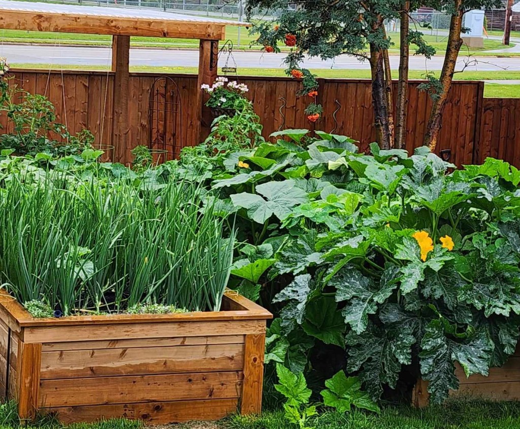 A thriving garden showcasing a raised wooden planter filled with green onions, surrounded by large zucchini plants with vibrant yellow flowers.