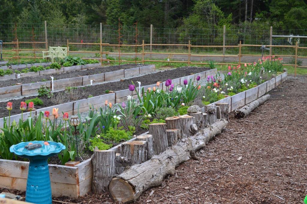 A picturesque garden with raised wooden beds filled with colorful tulips and other flowers, a birdbath in the foreground, and a rustic wooden fence in the background.