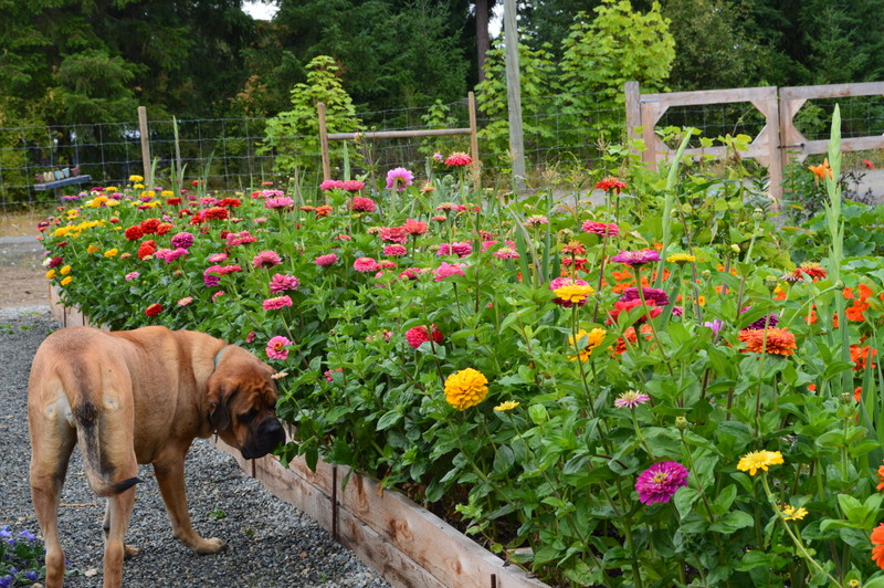 A garden filled with vibrant zinnias in various colors, with a dog sniffing the flowers.