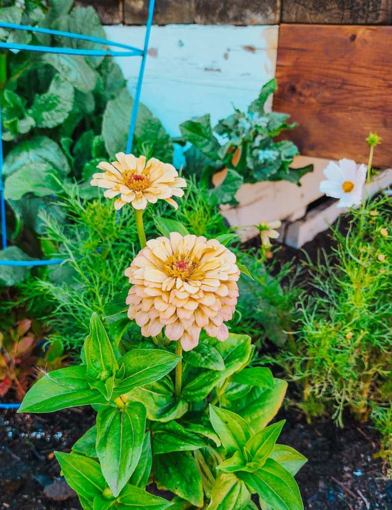 Two blooming zinnias in soft pastel colors with green foliage in a garden setting.