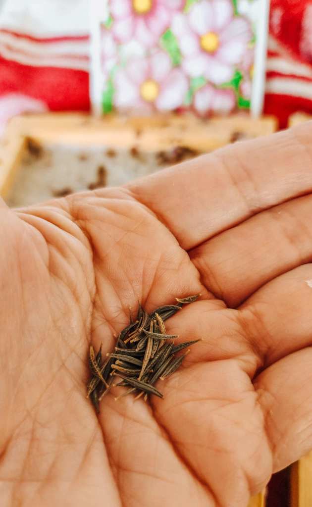 A close-up of a hand holding a small handful of picotee cosmos seeds, with colorful floral packaging and a patterned towel in the background.