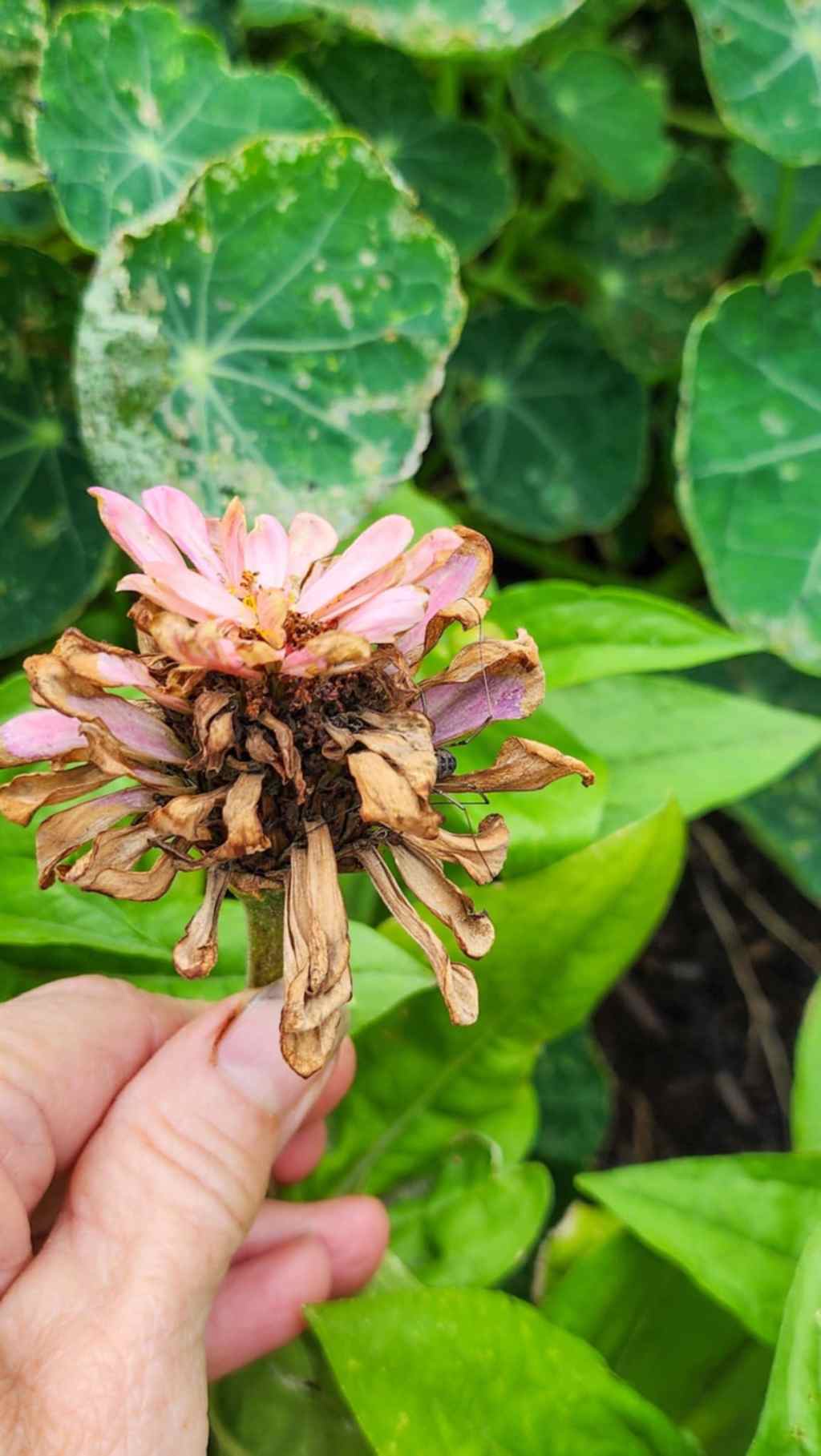How To Save Zinnia&nbsp;Seeds