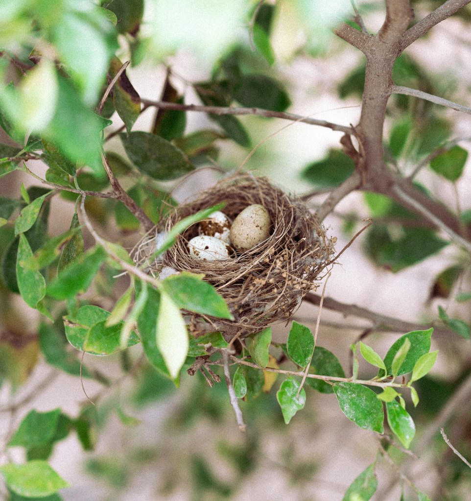 A close-up of a bird's nest containing three eggs, nestled among green leaves on a tree branch.