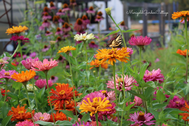 How To Grow Zinnias ~ It’s Super&nbsp;Easy!