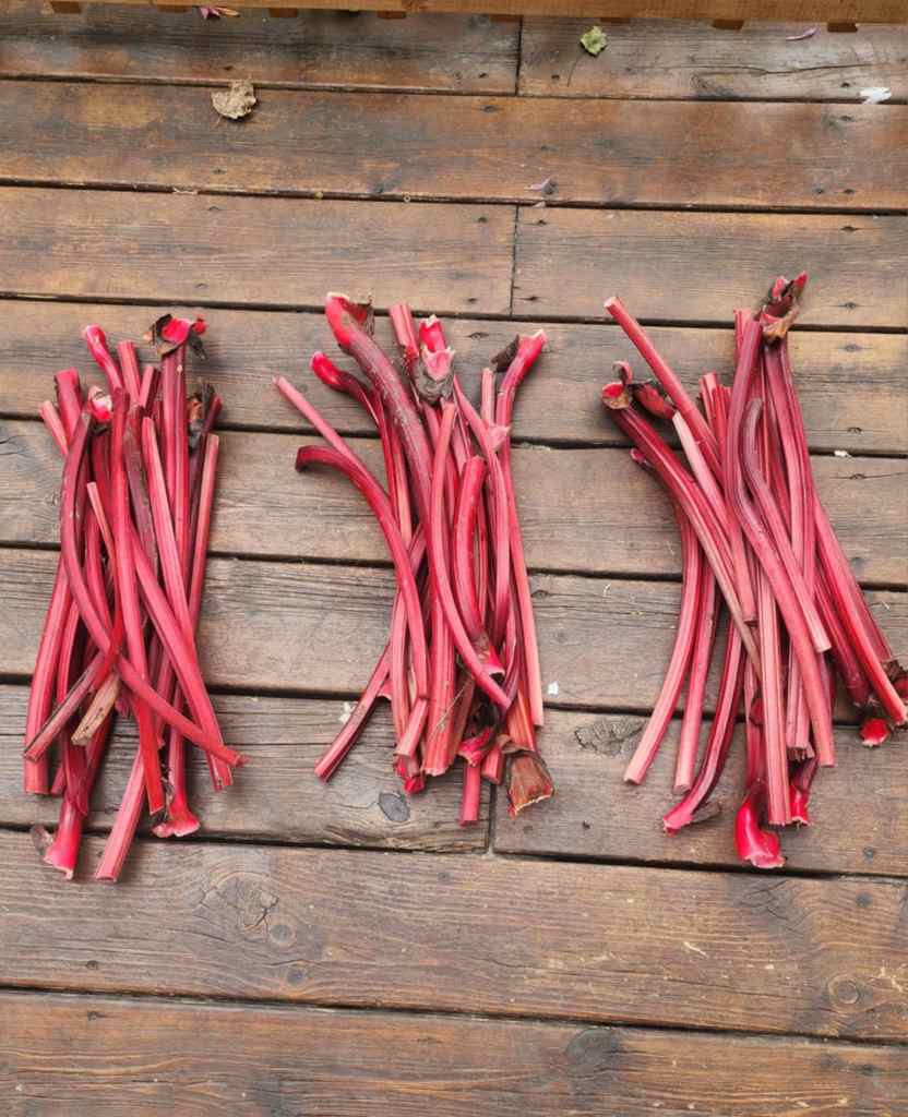 Freshly harvested rhubarb stalks arranged on a wooden surface.