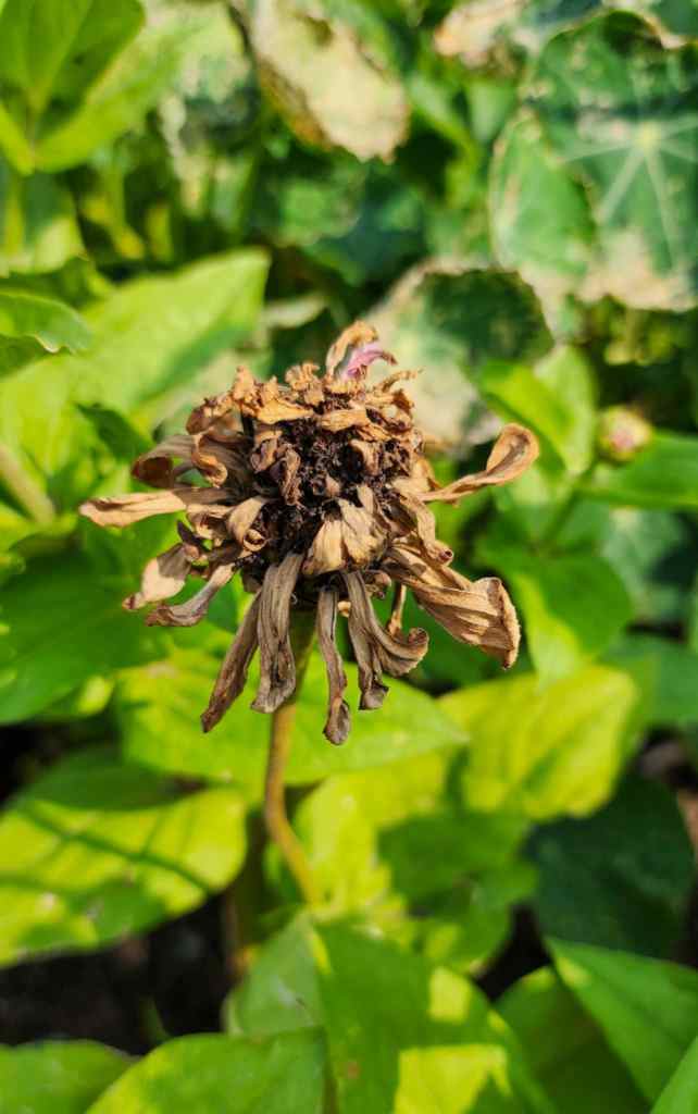 A close-up of a dry, brown zinnia flower on a green background, showing dried petals and a brownish center.