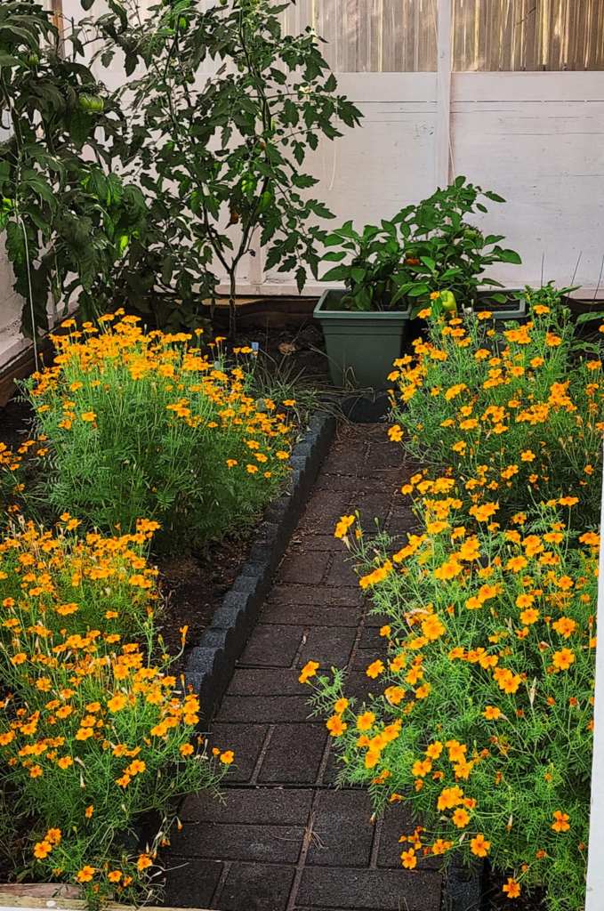 A vibrant garden pathway lined with blooming orange cosmos flowers, flanked by green plants and a white structure in the background.