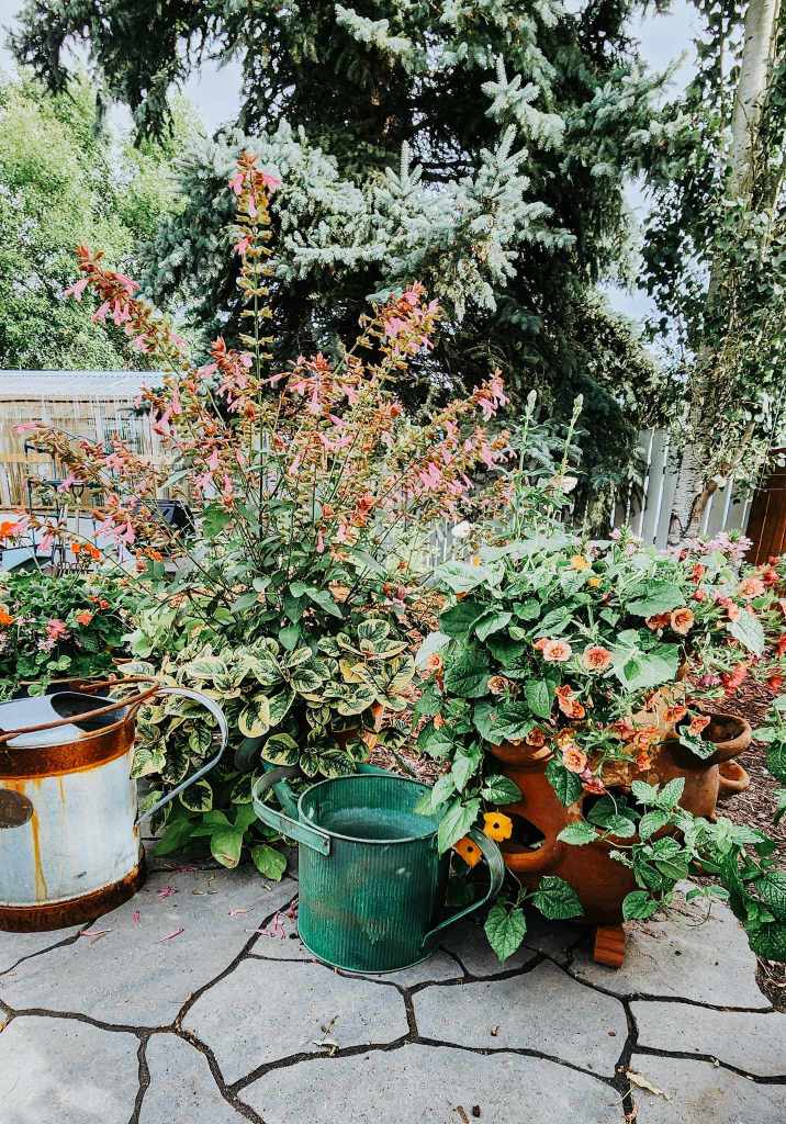 A collection of colorful flowering plants arranged in vintage watering cans, surrounded by greenery and natural elements.