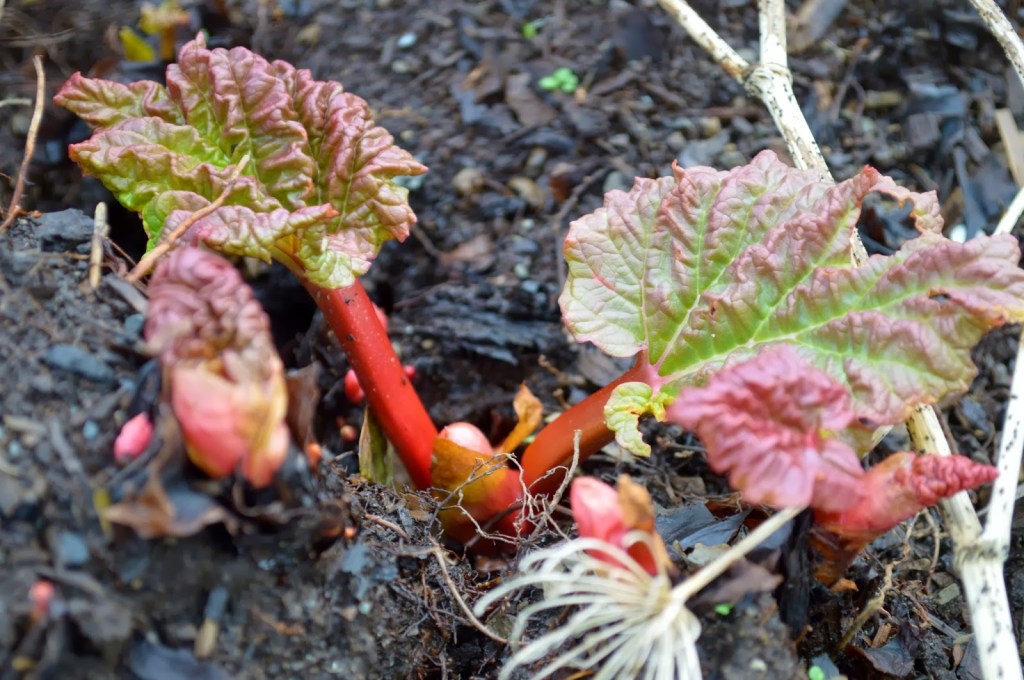 Close-up of rhubarb plants with red stalks and green leaves emerging from dark, rich soil.