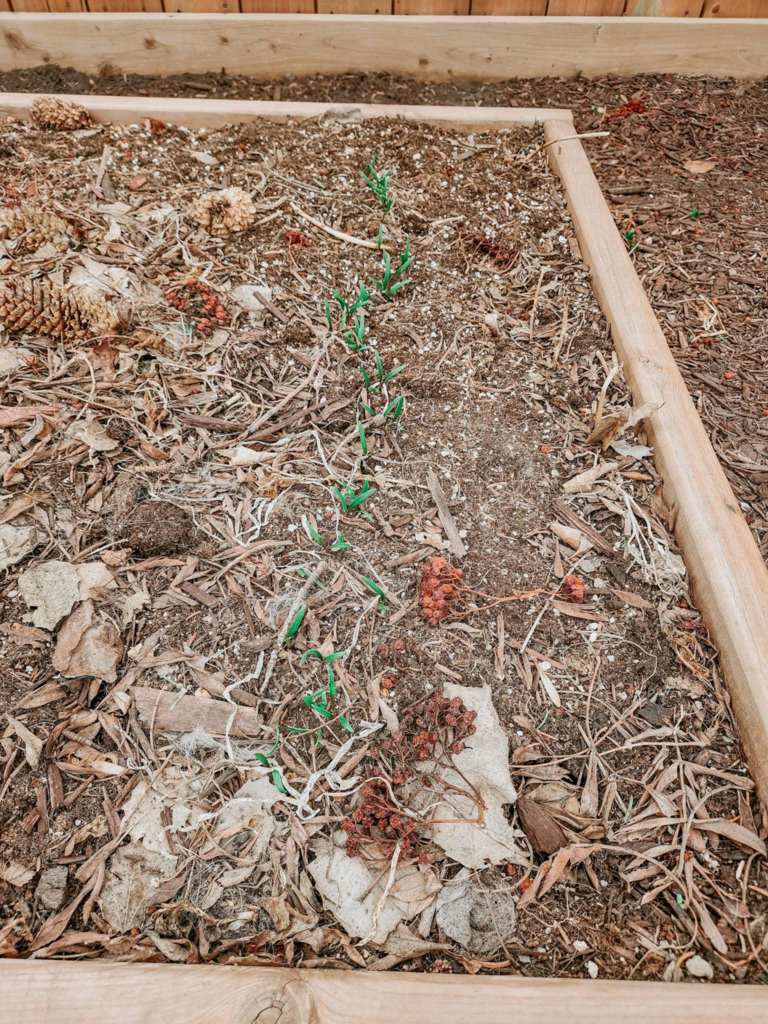 A garden bed with soil and small green spinach shoots peeking through, surrounded by fallen leaves and pine cones.