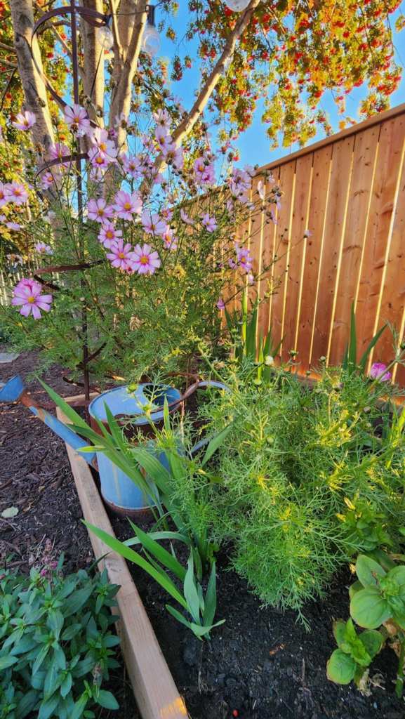 A colorful garden scene featuring pink cosmos flowers, green plants, and a blue watering can, set against a wooden fence and clear blue sky.