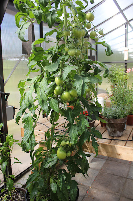 A tall indeterminate tomato plant with green tomatoes growing on it, set in a greenhouse with various plants in the background.