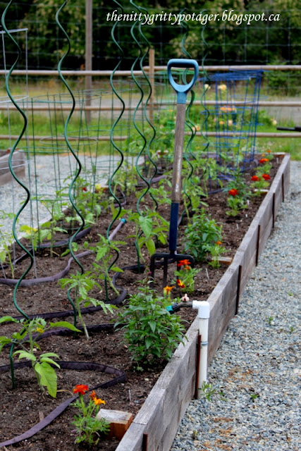 A raised garden bed filled with young tomato plants, marigolds, and a shovel standing beside a trellis structure for support.