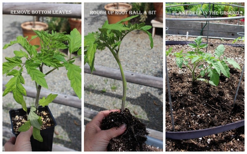 A series of three images showing the steps for planting tomato seedlings. The first image illustrates removing bottom leaves from a tomato plant in a pot. The second image shows a hand holding a roughened root ball of the plant. The third image displays the planted tomato seedling in the ground with a support structure.