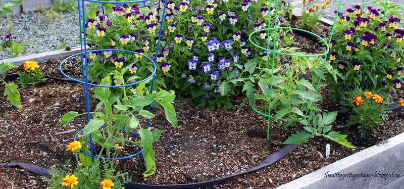 A garden bed featuring young tomato plants with green support cages, surrounded by colorful flowers including pansies and marigolds, with mulch visible on the soil surface.