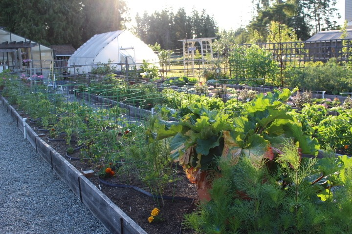 A sunny garden with various plants, including tomatoes supported by cages, neatly arranged in raised beds, with a greenhouse and trellis structures in the background.