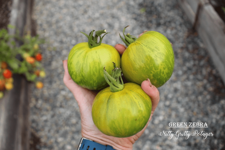 A person holding three Green Zebra tomatoes with green and yellow stripes, surrounded by a garden setting.