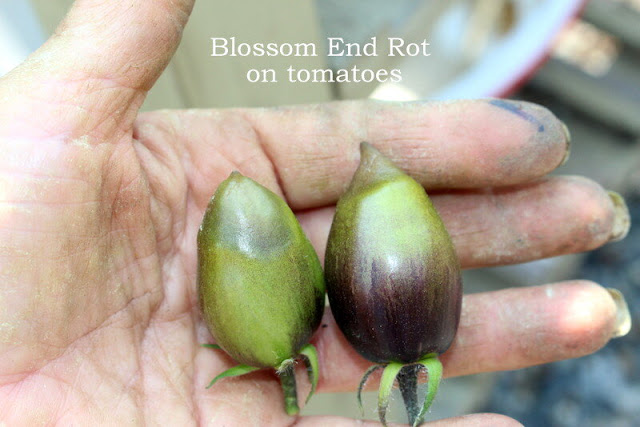 Close-up of a hand holding two green tomatoes showing signs of Blossom End Rot, with text overlay explaining the condition.